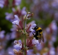 Hummel an einer Salbeiblüte