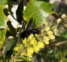 Eine Blauschwarze Holzbiene auf den gelben Blüten der Mahonie.
