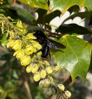 Eine Blauschwarze Holzbiene auf den gelben Blüten der Mahonie.