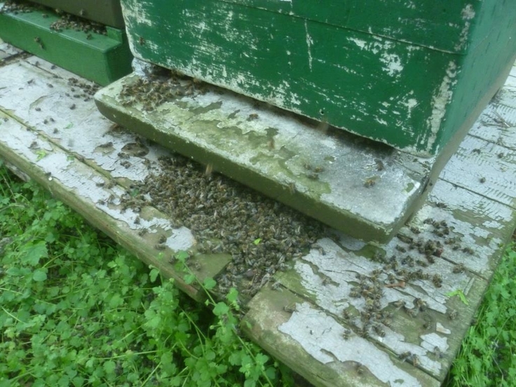 Vor einem Bienenkasten liegen am Flugloch viele tote Bienen auf einem Haufen.