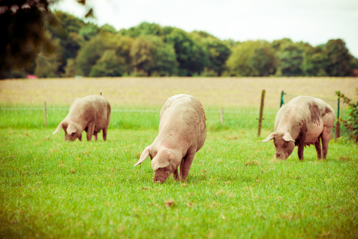 Auflaufhaltung Schweine