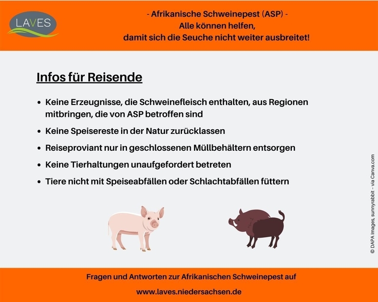 Infos für Reisende, damit sich die Tierseuche Afrikanische Schweinepest nicht weiter ausbreitet
