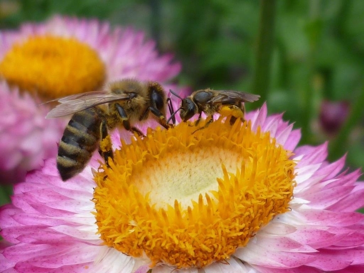 Eine Honigbienen und eine Wildbiene (Furchenbiene) gemeinsam auf einer Strohblume.