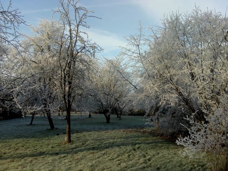 Ein Wiese mit Bäumen im Winter, überzogen von Raureif.