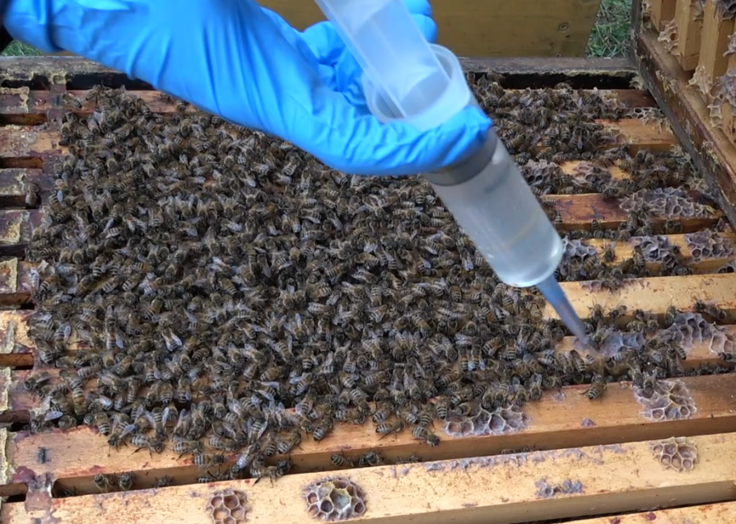 Bienenvolk in geöffnetem Kasten in enger Wintertraube. Darüber hält eine Hand mit blauem Schutzhandschuh eine große Spritze mit klarer Flüssigkeit.