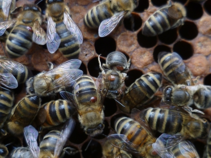 Erkrankte Honigbienen auf einer Brutwabe. Auf einigen Bienen braune Punkte die Varroa-Milben darstellen.