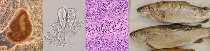 Ichthyophthirius multifiliis, Epistylis sp., histologischer Schnitt der Kopfniere und Regenbogenforellen