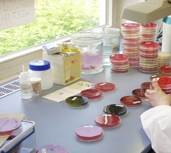 Bakteriologische Arbeiten an Petrischalen im LAVES