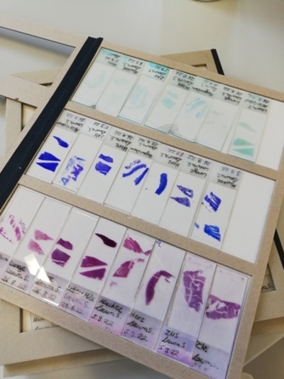 Histologische eingefärbte Organ- und Gewebeschnitte auf Glasträgern
