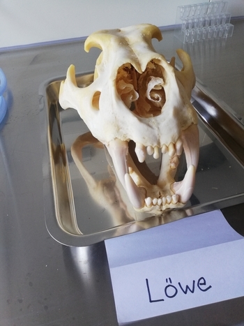 Bild eines skelettierten Löwenkopfs aus der LAVES Pathologie