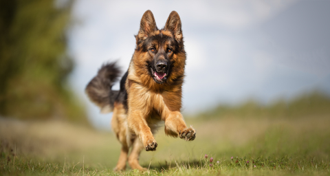 Ein Schäferhund läuft auf die Kamera zu.