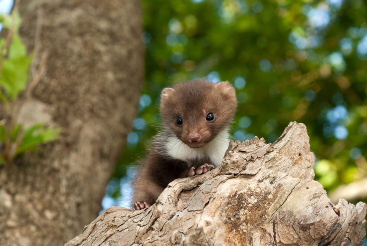 Ein junger Baummarder mit braunem Fell und weißem Kragen sitzt auf einem abgebrochenem Baum.