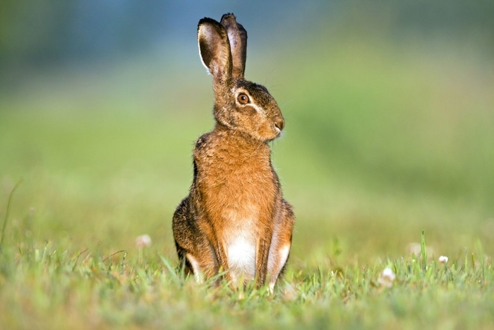 Hase steht auf Feld