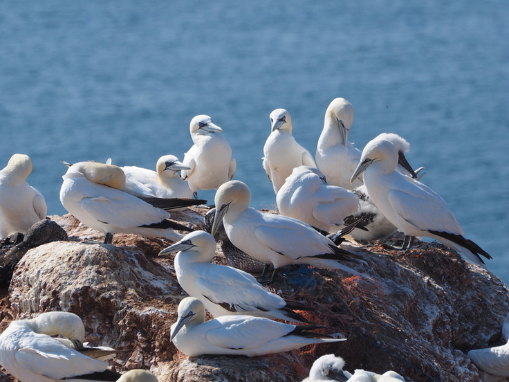 Basstölpel sind Wildvögel, die auf Helgoland verbreitet sind