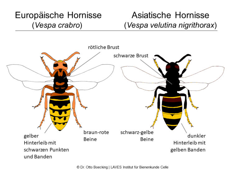 Morphologie zweier Hornissenarten