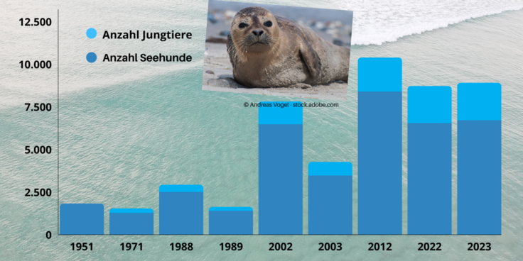 Ein Balkendiagramm mit den Beständen der Seehundpopulation von 1951 bis 2023. Nach einem Einbruch der Population in 2022 auf 8.723 Tiere hat sich der Bestand auf 8.912 erholt.