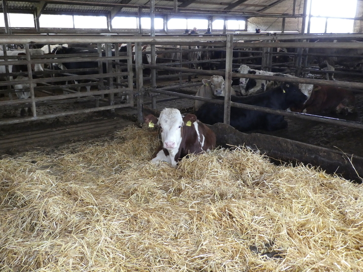 Rind liegt auf dem Bauch in frischem Stroh.