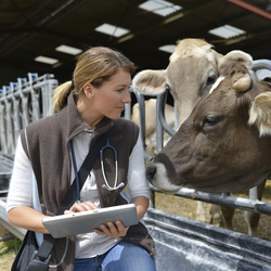 Veterinärin kontrolliert eine im Offenstall gehaltene Kuh, die den Kopf durchs Gitter hält. Die Tierärztin trägt ihre Befunde auf einem Tablet ein.