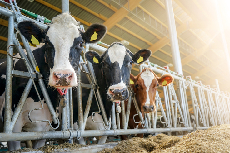 Drei Kühe schauen bei bestem Sonnenschein durch die Gitter ihres Kuhstalls. Vor ihnen liegt Silage zum Fressen.