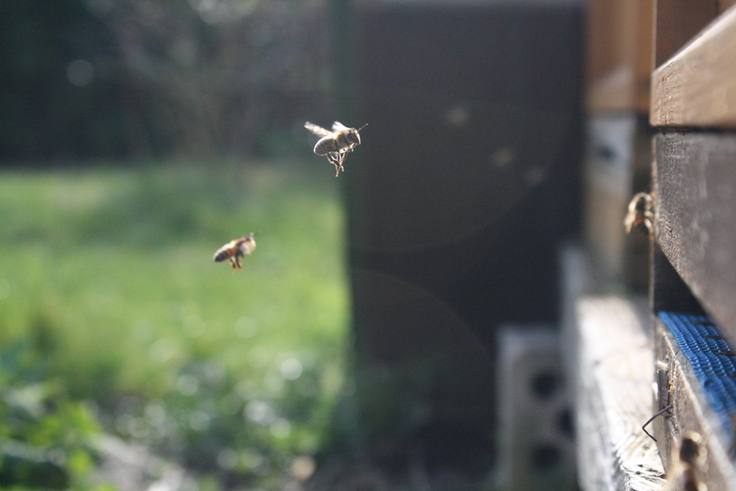 Bienen fliegen in der Luft vor der Öffnung zum Bienenstock