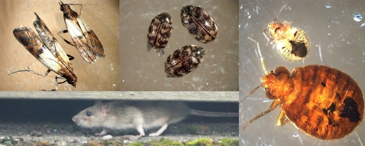 Auf den vier Bildern ist jeweils eine durchleuchtete Bettwanze, eine Dörrobstmotte und drei australische Diebkäfer zu sehen. Außerdem ist ein Ratte zu sehen, die unter einem schmalen Spalt hindurchkriecht.