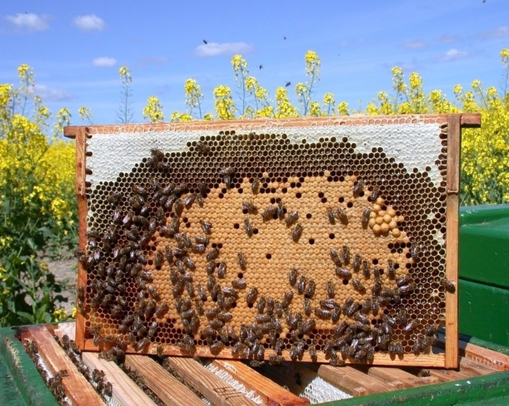 Bienenwabe mit ansitzenden Bienen und Bienenbrut.