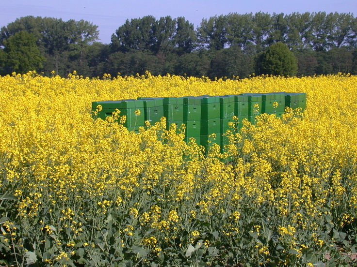 Mehrere Bienenkisten stehen in einem voll blühenden gelben Rapsfeld.