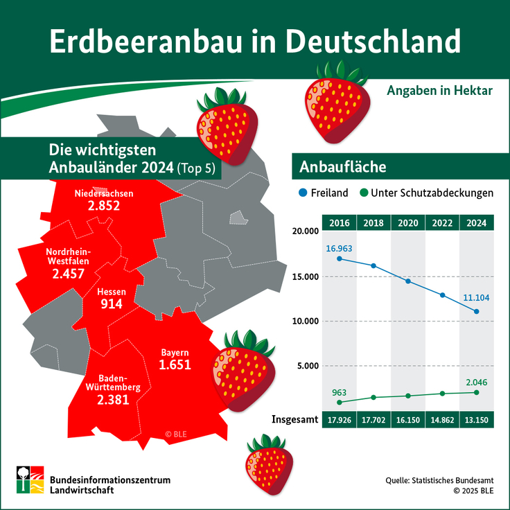 Infografik Erdbeeranbau in Deutschland