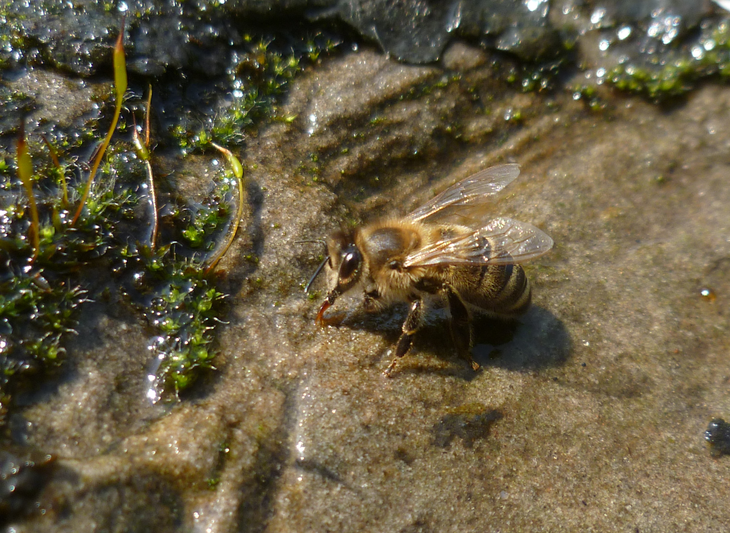 Eine Honigbiene trinkt mit ihrem Rüssel aus seichtem Wasser