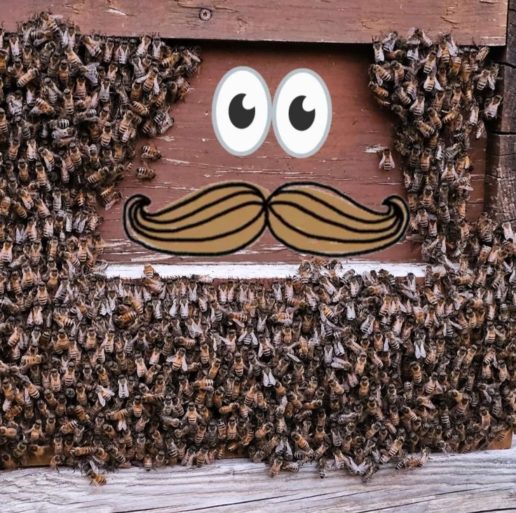 Viele Bienen sitzen außen an ihrem Bienenstock im Fluglochbereich in Formation einer Art Bart.