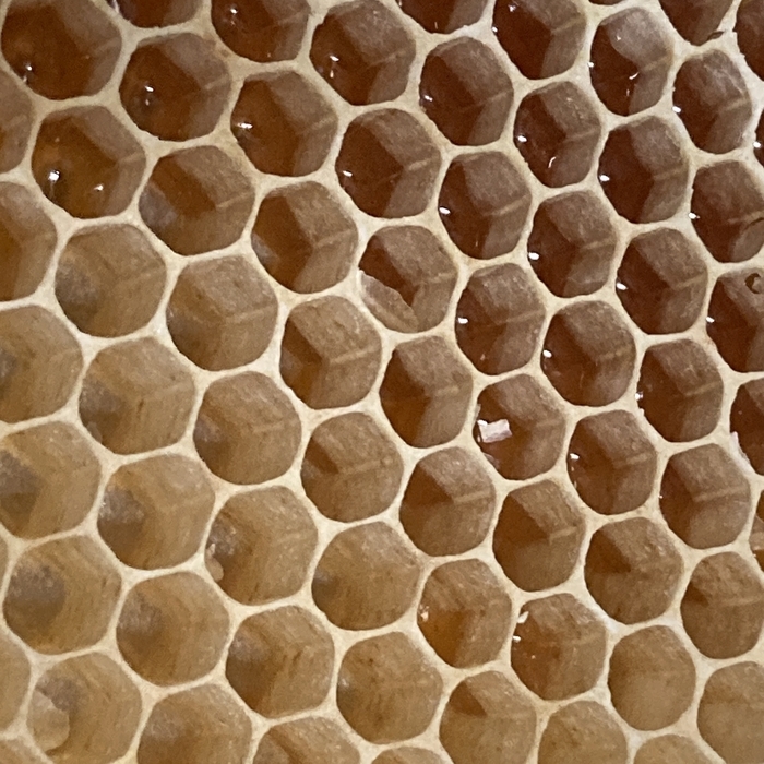 Bienenwabe aus Wachs mit gefüllten Honigzellen