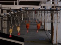 Tierschutzgerechte Tötung (Gummihühner)