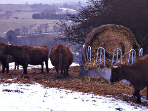 Rinder im Winter