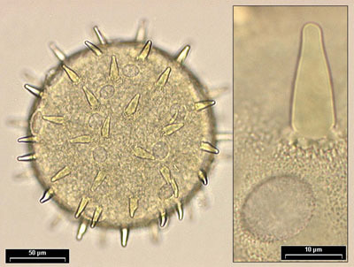 Hibiscus esculentus Malvaceae