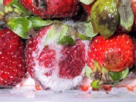Erdbeeren mit Schimmelbefall