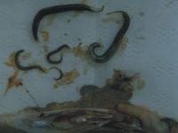 Schwimmblasenwurm