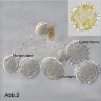 Türkischer Sonnenblumen-Honig (Blütenhonig)