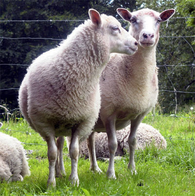Mehrere Schafe stehen auf einer Wiese
