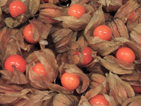 Physalis