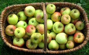 Korb mit Äpfeln (Goldparmäne)