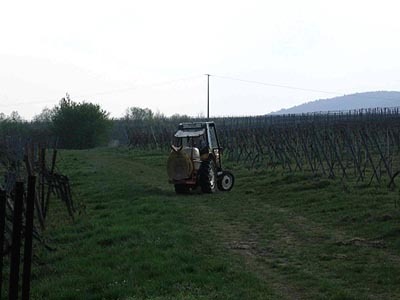 Pestizideinsatz im Weinberg