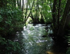 Forellenregion des Tieflands (Lüneburger Heide)