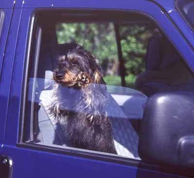 Hund im Auto bei hochsommerlichen Temperaturen