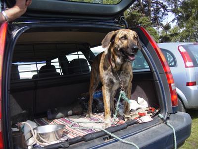 Hund im Kofferraum