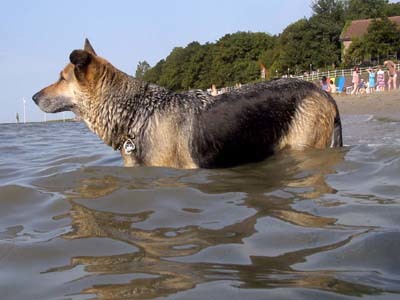 Schäferhund