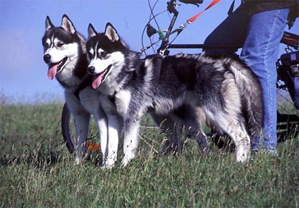 Mit Huskies auf Radtour