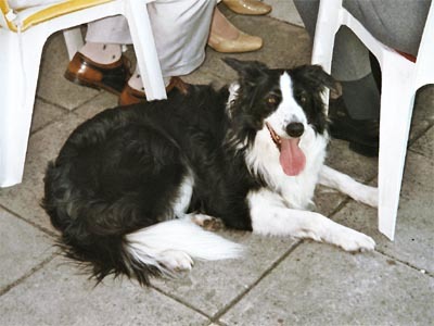 Border-Collie