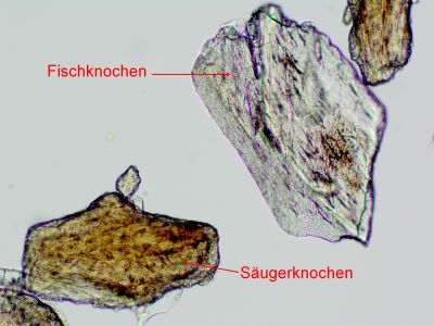 Fisch- und Säugerknochen