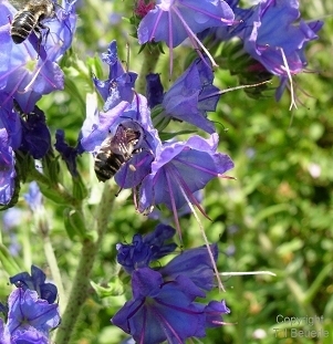 Echium vulgare, Gewöhnlicher Natternkopf (Quelle: Dr. Till Beuerle)