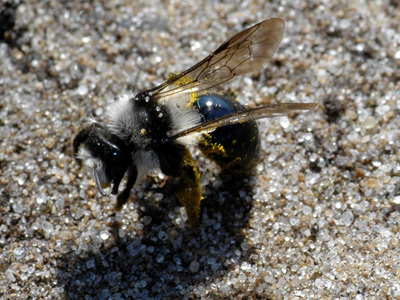 Graue Sandbiene